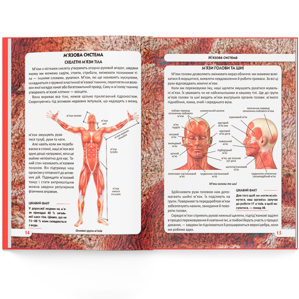 Фотоенциклопедія. Світ навколо нас. Тіло людини (F00022588) - Pampik - 7