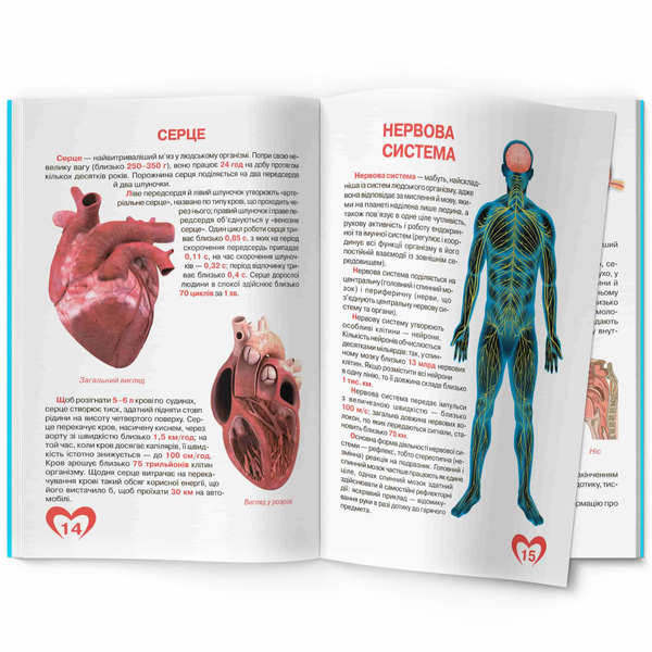 Світ навколо нас. Велика книжка. Анатомія людини (F00014783) - Pampik - 2