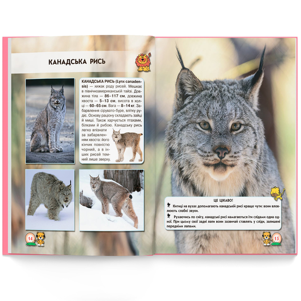 Фотоенциклопедія. Світ навколо нас. Великі кішки (F00021260) - Pampik - 10