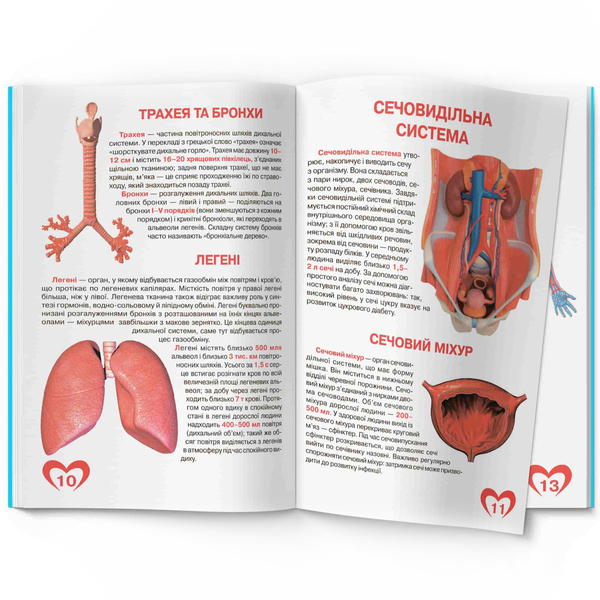 Світ навколо нас. Велика книжка. Анатомія людини (F00014783) - Pampik - 4