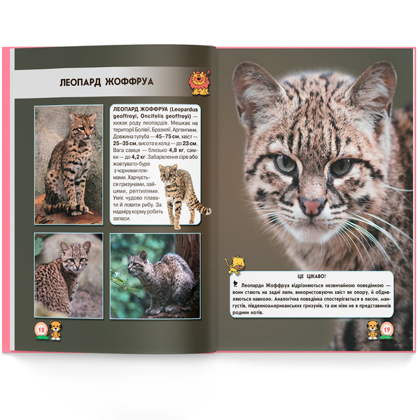 Фотоенциклопедія. Світ навколо нас. Великі кішки (F00021260) - Pampik - 6