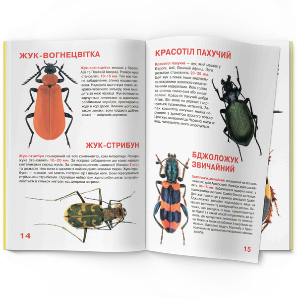 Світ навколо нас. Велика книжка. Жуки (F00018115) - Pampik - 3