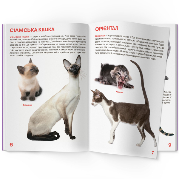 Світ навколо нас. Велика книжка. Кішки (F00013018) - Pampik - 2