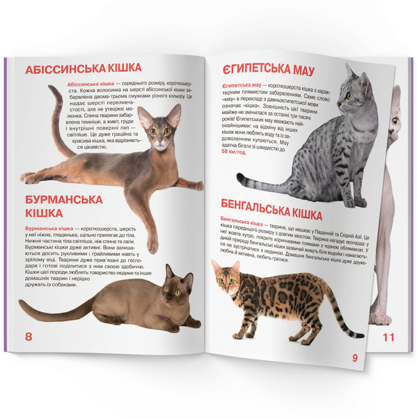 Світ навколо нас. Велика книжка. Кішки (F00013018) - Pampik - 5