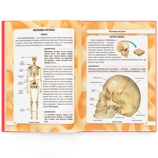 Фотоенциклопедія. Світ навколо нас. Тіло людини (F00022588) - Pampik - 6