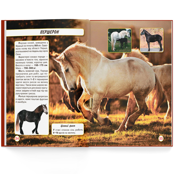 Фотоенциклопедія. Світ навколо нас. Коні (F00021087) - Pampik - 6