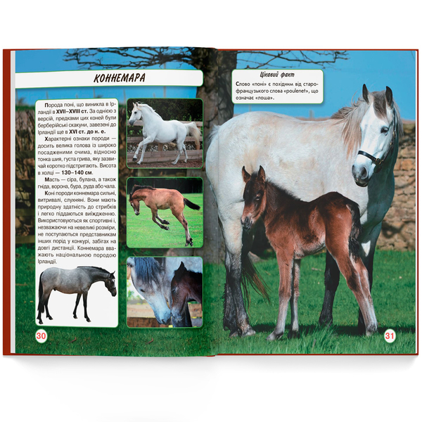 Фотоенциклопедія. Світ навколо нас. Коні (F00021087) - Pampik - 8