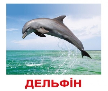 Карточки Домана Вундеркинд с пеленок Мои первые знания с фактами (укр.) - Pampik - 3