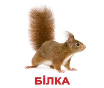 Карточки Домана Вундеркинд с пеленок Мои первые знания с фактами (укр.) - Pampik