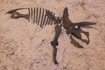 Набір Waba Fun Розкопки динозавра Dino T-Ric (150-112) - Pampik - 4