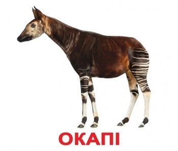 Карточки Домана Вундеркинд с пеленок "Екзотические животные" с фактами (украинский) - Pampik - 3