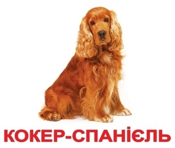 Карточки Домана Вундеркинд с пеленок "Породы собак" с фактами (украинский) - Pampik