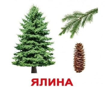 Картки Домана Вундеркінд з пелюшок Дерева з фактами (українська) - Pampik - 3