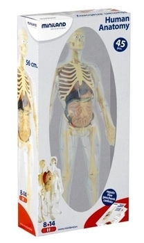 Конструктор анатомічний Miniland Анатомія людини (99060) - Pampik - 4
