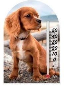 Термометр Склоприлад Сувенір Зоо світ Кокер Спанієль (300250) - Pampik