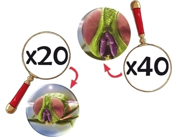 Мікроскоп Navir, з 20- або 40-кратним збільшенням (8050) - Pampik - 2