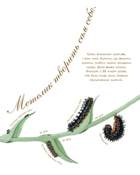 Арт-енциклопедія для дітей. Метелик неквапливий - Астон Гуттс Діанна - Pampik - 5