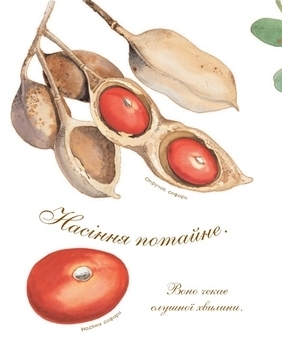 Арт-енциклопедія для дітей. Насіння сонливе - Астон Гуттс Діанна - Pampik - 5