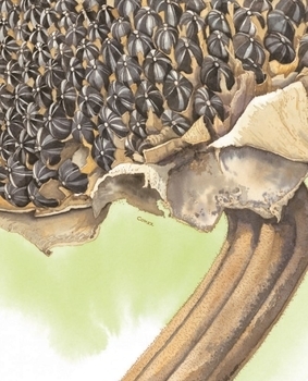 Арт-енциклопедія для дітей. Насіння сонливе - Астон Гуттс Діанна - Pampik - 3