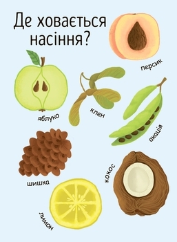 Моя перша енциклопедія. Як виростає дерево? - Конопленко І.І. - Pampik - 6