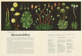 Ботанікум - Вілліс Кесі - Pampik - 3