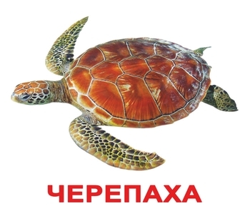 Набір ламінованих карток Домана Вундеркінд з пелюшок Жителі водойм, укр. мова (2100064241512) - Pampik - 3