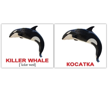 Мини-карточки Домана Вундеркинд с пеленок Водяні тварини/Water animals, украинско-английский (2100065155313) - Pampik - 2