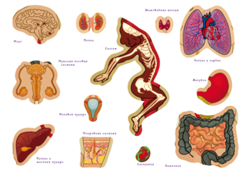 Навчальна гра Умняшка Тіло людини, з багаторазовими наліпками (КП-004у) - Pampik - 3