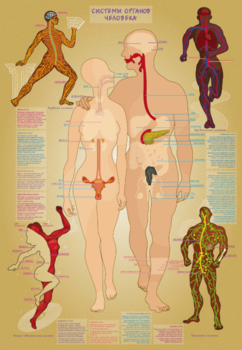 Навчальна гра Умняшка Тіло людини, з багаторазовими наліпками (КП-004у) - Pampik - 2