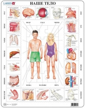

Пазл-вкладыш Larsen Наше тело (OB1