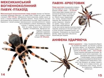 Велика книжка. Павуки (F00014639) - Pampik - 3