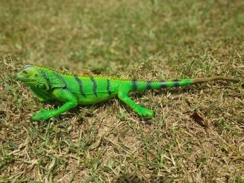 Фігурка Lanka Novelties Ігуана зелена, 51 см (21390) - Pampik - 2