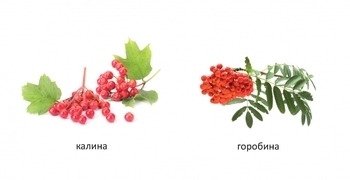 Карамелька. Що росте в саду? - Лілія Гуменна - Pampik - 3