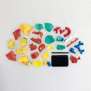 Набір для досліджень Edu-Toys Модель серця людини збірна, 14 см (SK009) - Pampik - 3