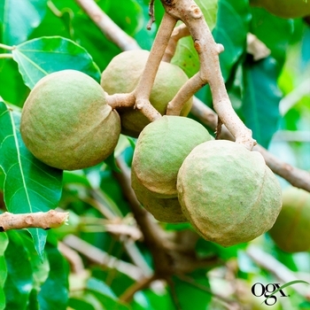 Масло-спрей для волосся OGX, зволожувальний з олією гавайського горіха, 118 мл - Pampik - 10