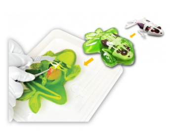 Розвиваючий набір Joker Slimy Lab Анатомія тварин - Жаба (38070) - Pampik - 2