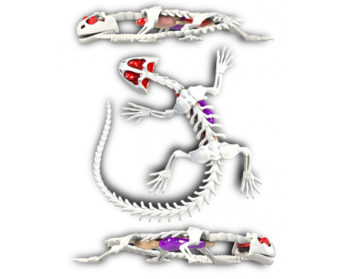 Розвиваючий набір Joker Slimy Lab Анатомія тварин - Саламандра (38071) - Pampik - 2