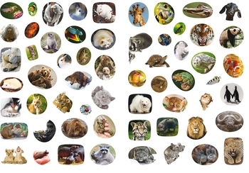 Школа чомучки. Дивовижні тварини. 60 розвивальних наклейок - Pampik - 4