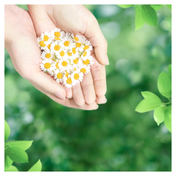 Гігієнічні прокладки Naturella Classic Normal, 10 шт. - Pampik - 6