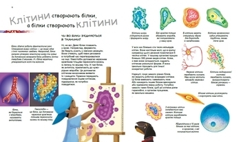 Генетика для дітей: X та Y, дівчинка або хлопчик? - Патрік А. Боерле, Норберт Ланда - Pampik - 4