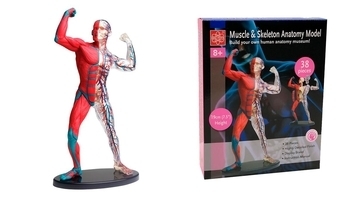Модель м'язів та скелета людини Edu-Toys збірна, 19 см (SK056) - Pampik - 3