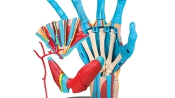 Модель руки Edu-Toys збірна, 16,5 см (SK058) - Pampik - 2