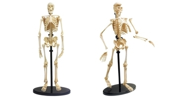 Модель кістяка людини Edu-Toys збірна, 24 см (SK057) - Pampik - 2