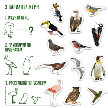 Набір магнітів Magdum Птахи Фото (ML4031-30 EN) - Pampik - 5