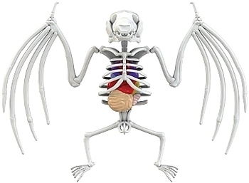 Развивающий набор Slimy Lab Dissect It "Анатомия животных. Летучая мышь" JOKER - Pampik - 2