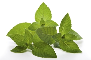 Бальзам із натуральними ефірними оліями Dr. Wild &. AG Dolofresh, 10 мл - Pampik - 4