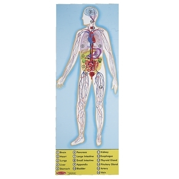 Мега-пазл Melissa&Doug Строение человека, 100 эл. (MD445) - Pampik - 3