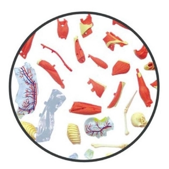 Об'ємна модель 4D Master М'язи та скелет людини, 46 деталей (FM-626010) - Pampik - 4