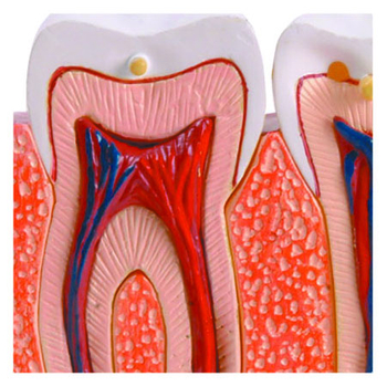 Біологічні моделі COG Зуби та ясна (E2370TG) - Pampik - 4