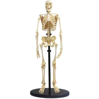 Набір для досліджень Edu-Toys Модель скелета людини збірна 24 см (SK057) - Pampik